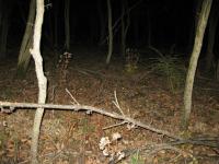 Chicago Ghost Hunters Group investigates Robinson Woods (153).JPG